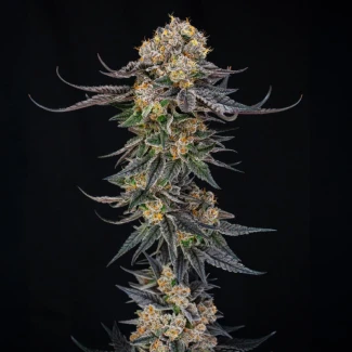 SILENT-SEEDS-KING-OF-KINGS-JULIAN-MARLEY-FEM_plant_02