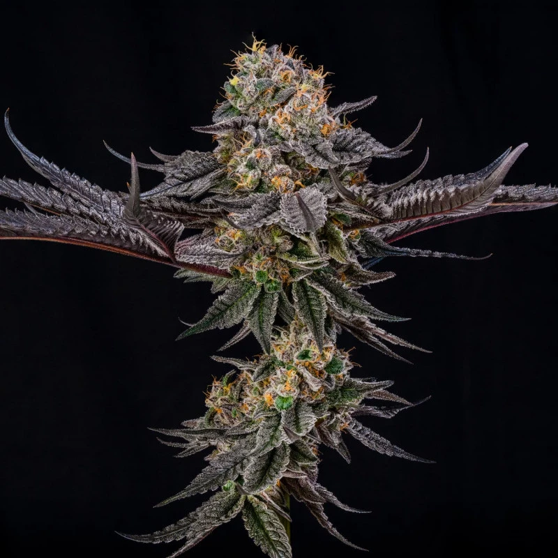 SILS035F003 - SILENT SEEDS - KING OF KINGS JULIAN MARLEY FEM | 3 SEMI