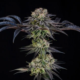 SILENT-SEEDS-KING-OF-KINGS-JULIAN-MARLEY-FEM_plant_02