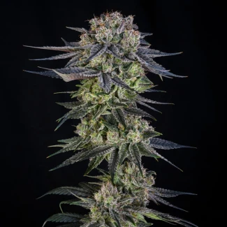 SILENT-SEEDS-KING-OF-KINGS-JULIAN-MARLEY-FEM_plant_01