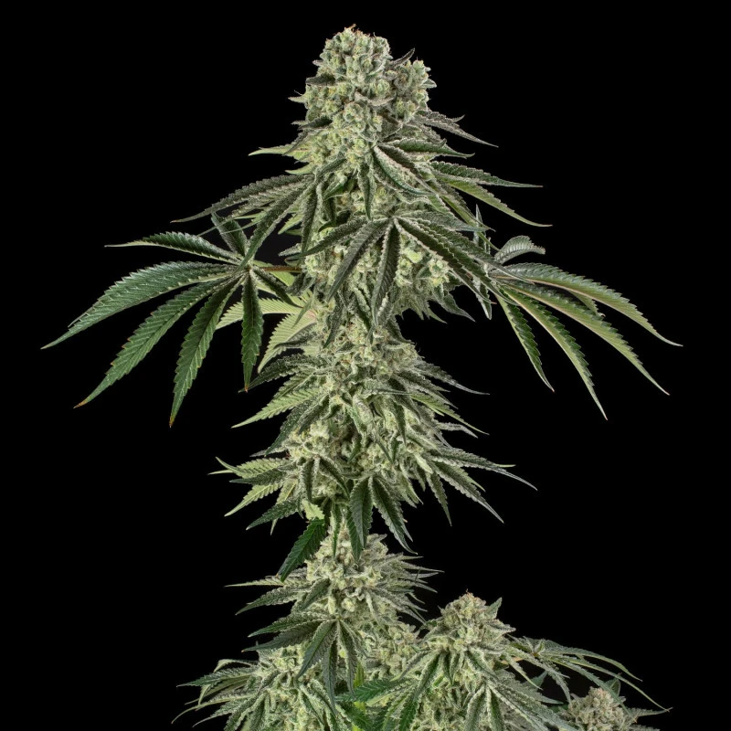 SILS037F003 - SILENT SEEDS - JAMAICAN MOUNTAIN JULIAN MARLEY FEM | 3 SEMI