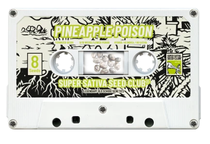 SUPER SATIVA SEED CLUB - PINEAPPLE POISON FEM | 5 SEMI