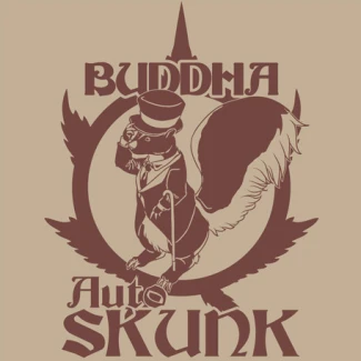 BUDDHA SEEDS - BUDDHA AUTO SKUNK CLASSIC FEM | BLISTER 1x10 SEMI