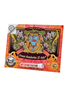 SWEET SEEDS - CREAM MANDARINE XL AUTO® FEM (SWS55) | 25 SEMI
