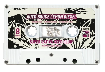 SUPER SATIVA SEED CLUB - AUTO BRUCE LEMON DIESEL FEM | 3 SEMI
