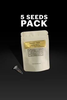 SEEDSTOCKERS - BLACK RAINBOW FEM (SUPERIOR) | 100 SEMI