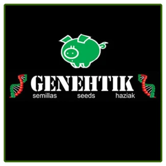 GENEHTIK SEEDS - KRITIKAL BILBO AUTOFIORENTE FEM | 5 SEMI