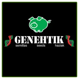 GNTK000705 - GENEHTIK SEEDS - AMNESIA BILBO FEM | 5 SEMI