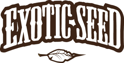 EXOTIC SEED - SPICY BITCH FEM | 3 SEMI