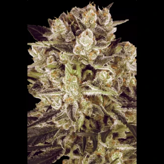 PS_durga_mata_II_CBD_fem_plant_01